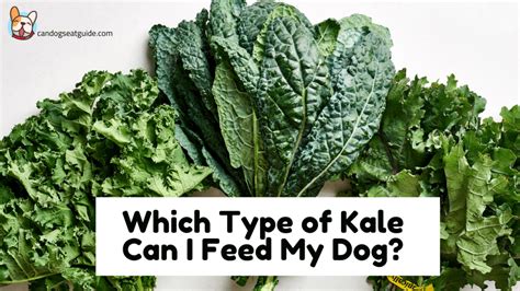 Kale For The Dog