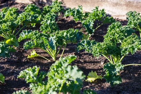 Kale Growing In Uganda