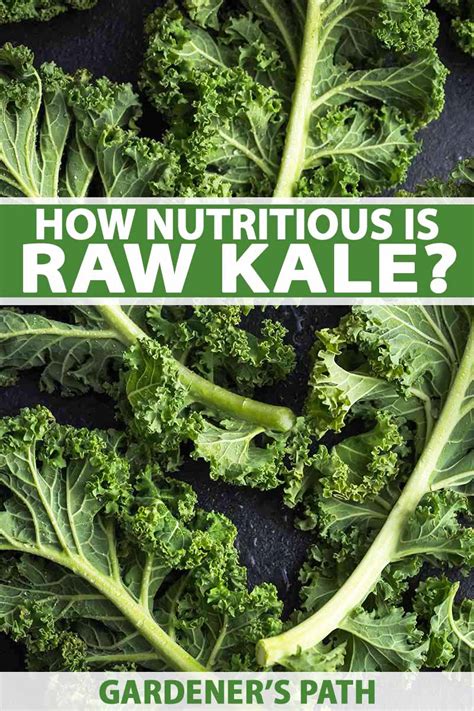 Kale Light Green