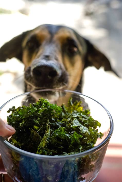 Kale With Dogs