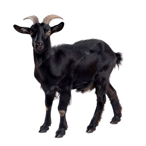 Kambing Hitam