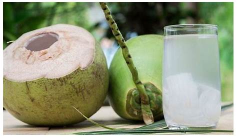 Everything you need to know about coconut water — The Coconut Company