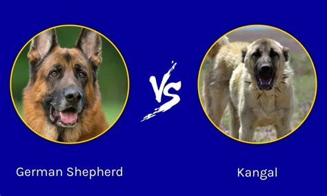 kangal shepherd vs german shepherd