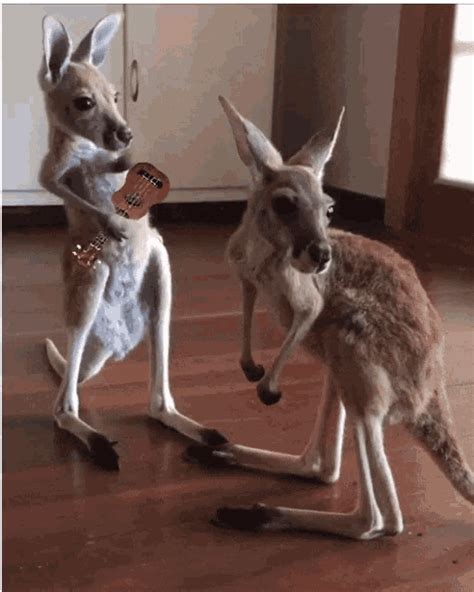 Kangaroo Animal Gifs Search Find Make Share Gfycat Animal