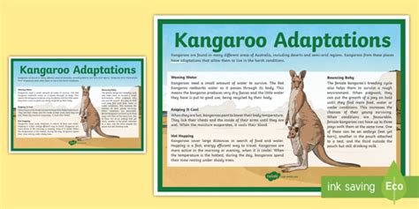 kangaroo behavioral adaptations