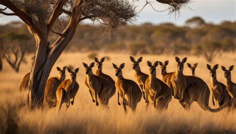 Kangaroo Conservation Efforts