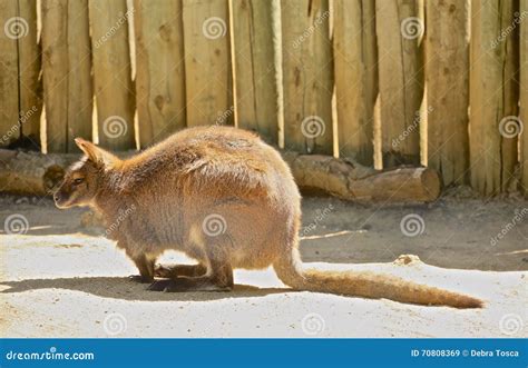 A Magnificent Kangaroo Standing on Two Legs Stock Photo Image of sand