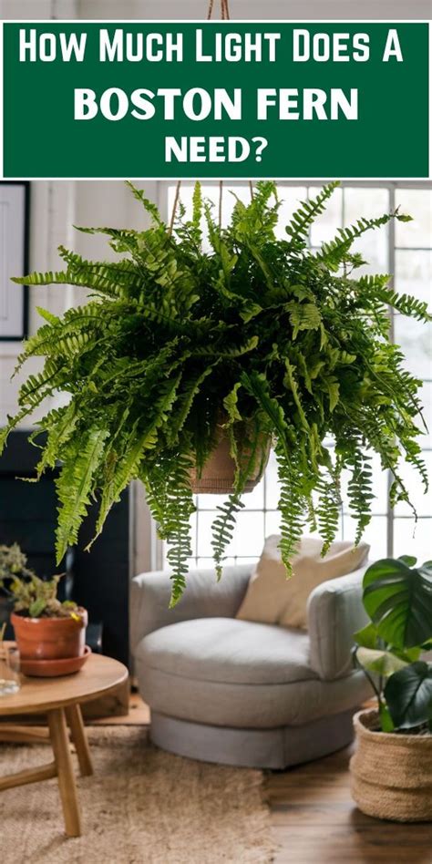 Kangaroo Fern Light Requirements