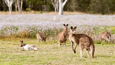 Kangaroo Industry in Australia