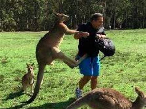 Kangaroo Kicking A Human