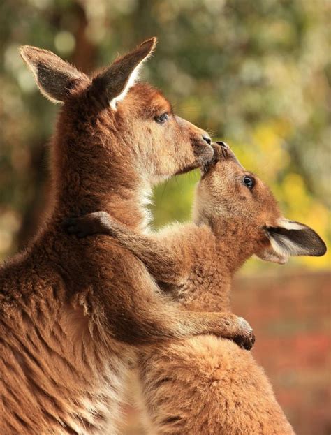 kangaroo mom and joey