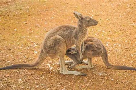Kangaroo Pouch Use
