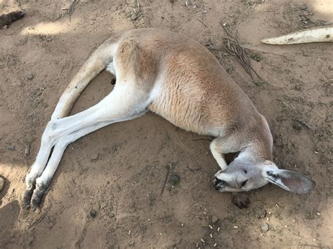 kangaroo sleeping