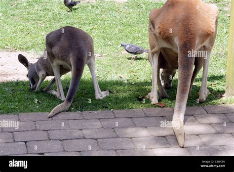 Secrets of Kangaroo Tails: Discover Their Uniqueness Today