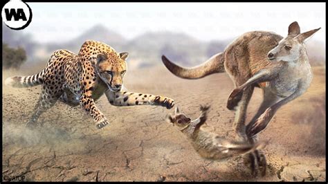 Kangaroo Throws Joey To Predator