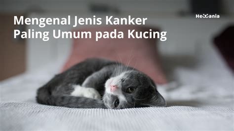 Kanker Pada Kucing
