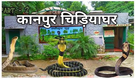 Indian Cobra(Naja naja) at Kanpur Zoo 'Naag' The KING