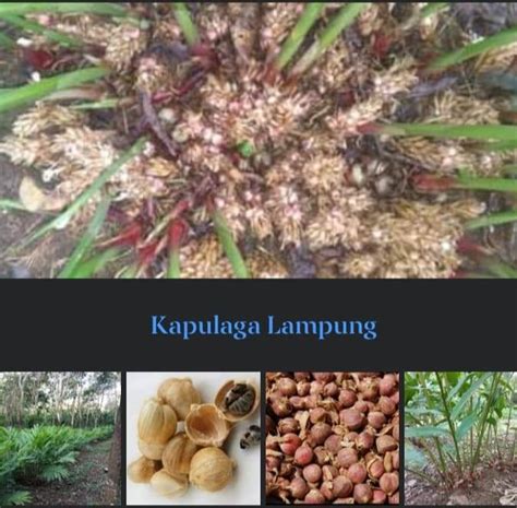 Kapulaga Lampung