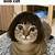 karen haircut cat