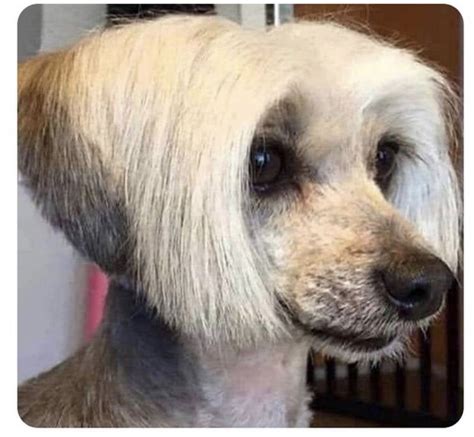 I asked for the "can I speak to your manager" haircut. I
