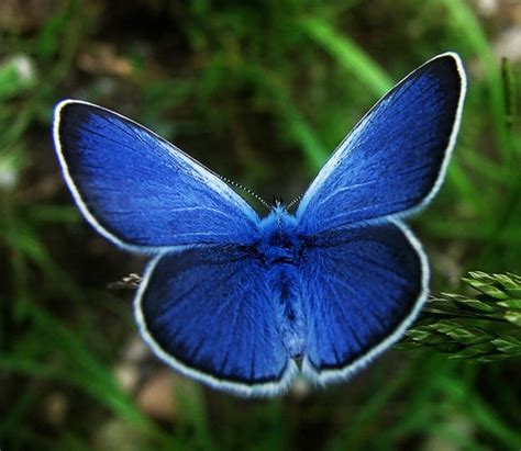 karner blue butterfly facts