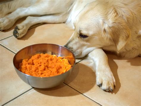 Morosche KarottenSuppe für Hunde REZEPT Hilft gegen Durchfall