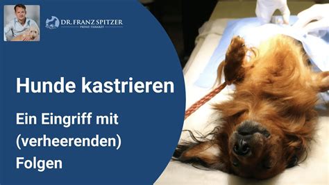 Was kostet eine Kastration beim Hund? • ModernDogs.de