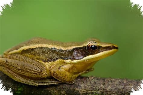 Katak Emas