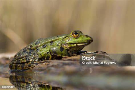 Katak