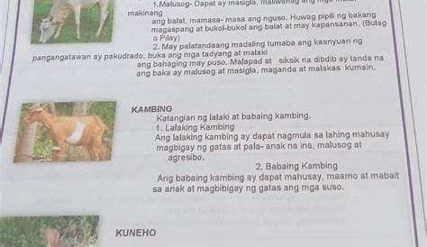 Ano Ang Mga Kakayahan/katangian Ng Hayop - katangian toetra