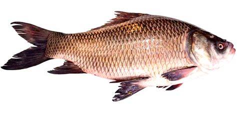 Catla Fish, 5 10 20 Kgs, Rs 120 /kg Fakih Foods ID 13729587633