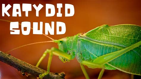 katydid insect sound audio