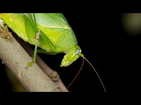katydids sounds at night