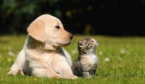 Hund und Katz Foto & Bild | tiere, tierfreundschaften, natur Bilder auf