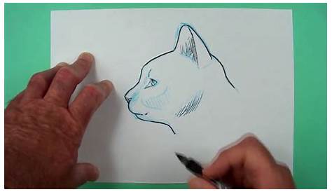 Katzen zeichnen lernen