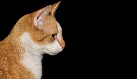 14,098 Katze Die Zur Seite Schaut Fotos - Kostenlose und Royalty-Free