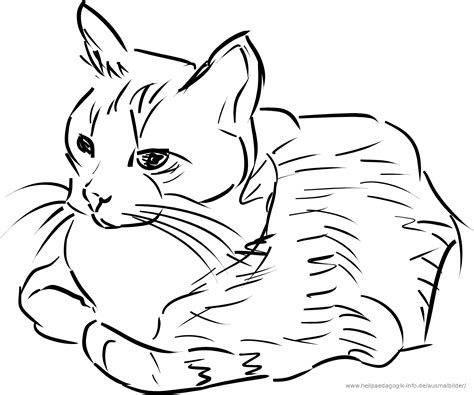 Katze Sitzend Zeichnung