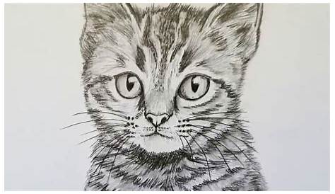 Katze - Haustier, Zeichnen, Fell, Katze von Nico Wirth | kunstnet