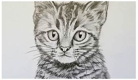 Motiv: Katze | Katze malen, Katze zeichnen, Katzen silhouette