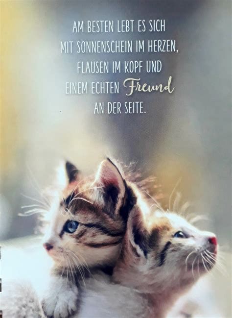 Geburtstag Sprüche Katzen