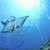 kauai manta ray snorkel