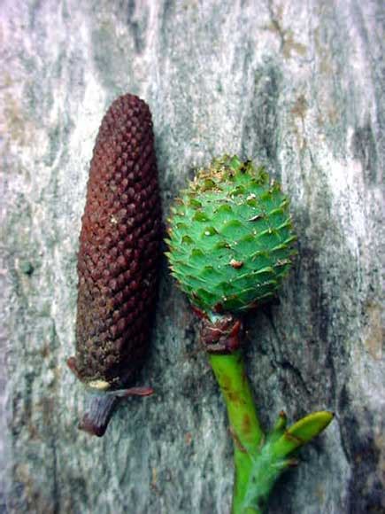 Kauri Cones Nz