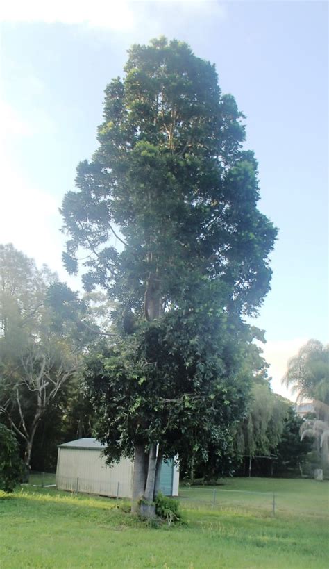 kauri tree for sale