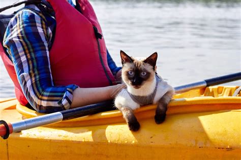 Kayak Cat! Kayaking