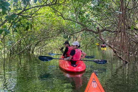 kayaking mangrove forest