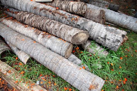 kayu merupakan bahan pokok yang digunakan dalam pembuatan produk kriya