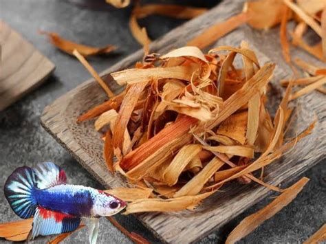 7 Jenis Ikan Cupang Termahal, Cocok untuk Budidaya