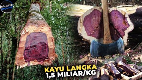 kayu termahal di indonesia