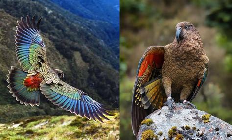 New Zealand Kea Parrot Photograph by Romanovna