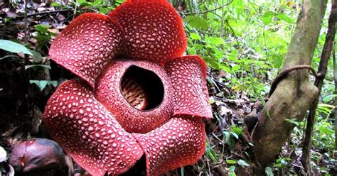 Kekayaan Flora Indonesia